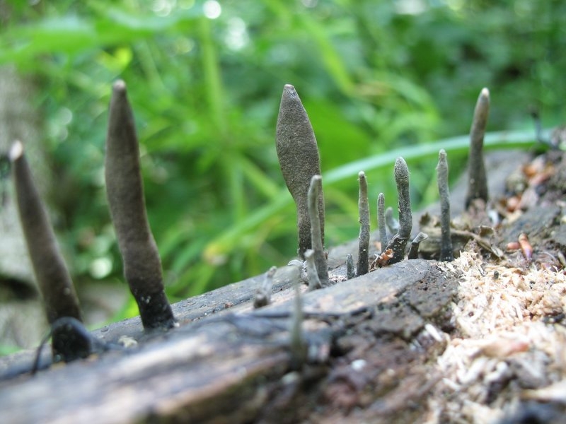 2006 xylaria longipes